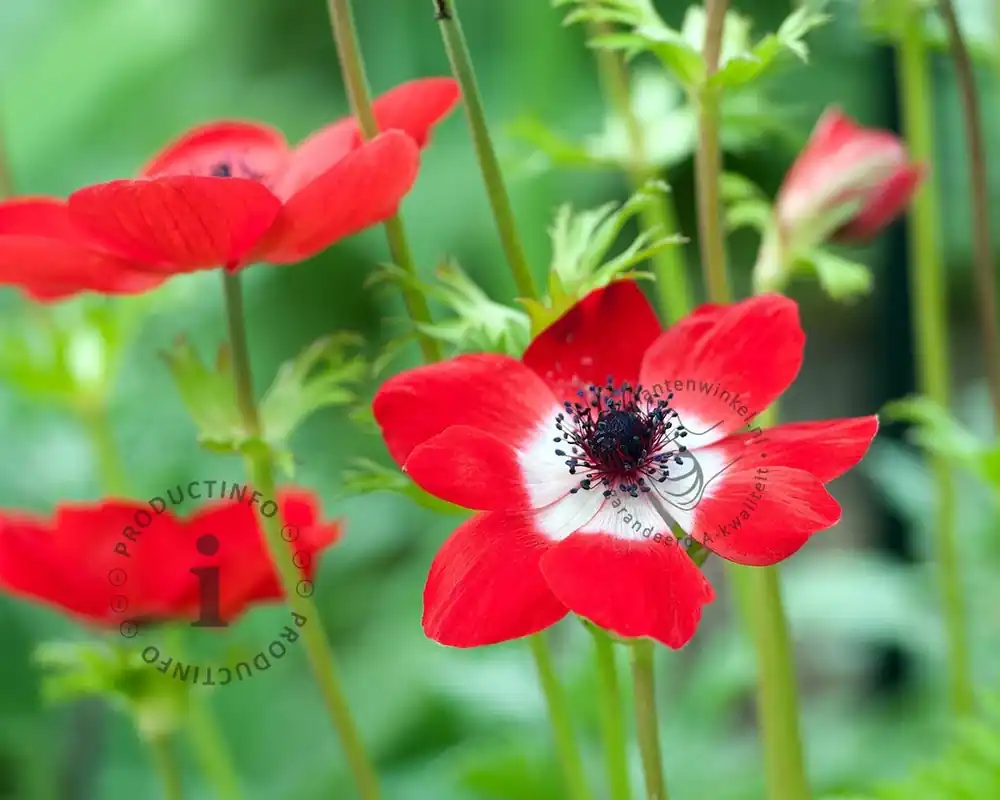 Anemone coronaria ‘Hollandia‘ | Hoog gewaardeerd