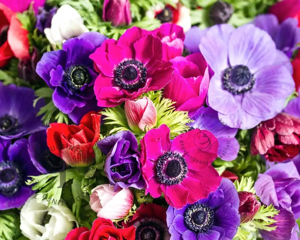 Anemone coronaria Paars/Roze Mix | Premiumkwaliteit
