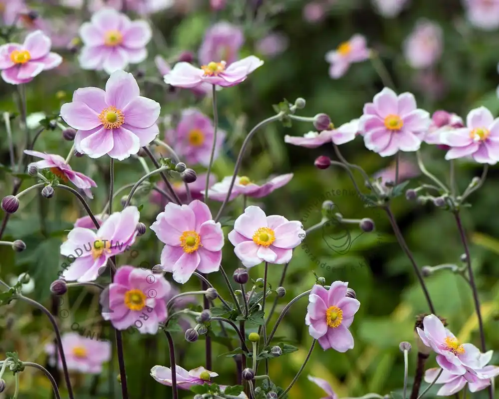 Anemone hupehensis ‘September Charm‘ | Populair