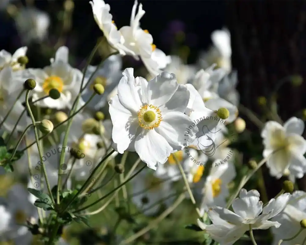 Voeg toe aan winkelwagen | Anemone hybrida ‘Honorine Jobert‘