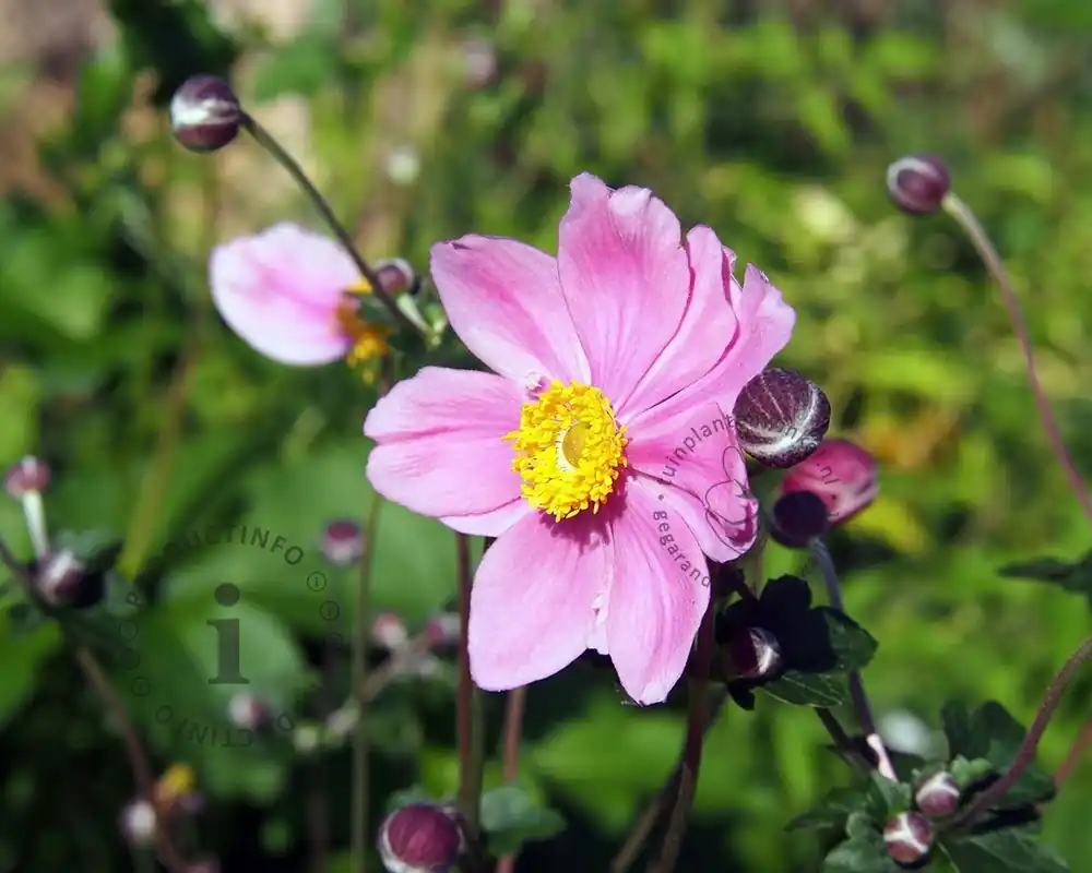 Nieuw product | Anemone hybrida ‘Königin Charlotte‘
