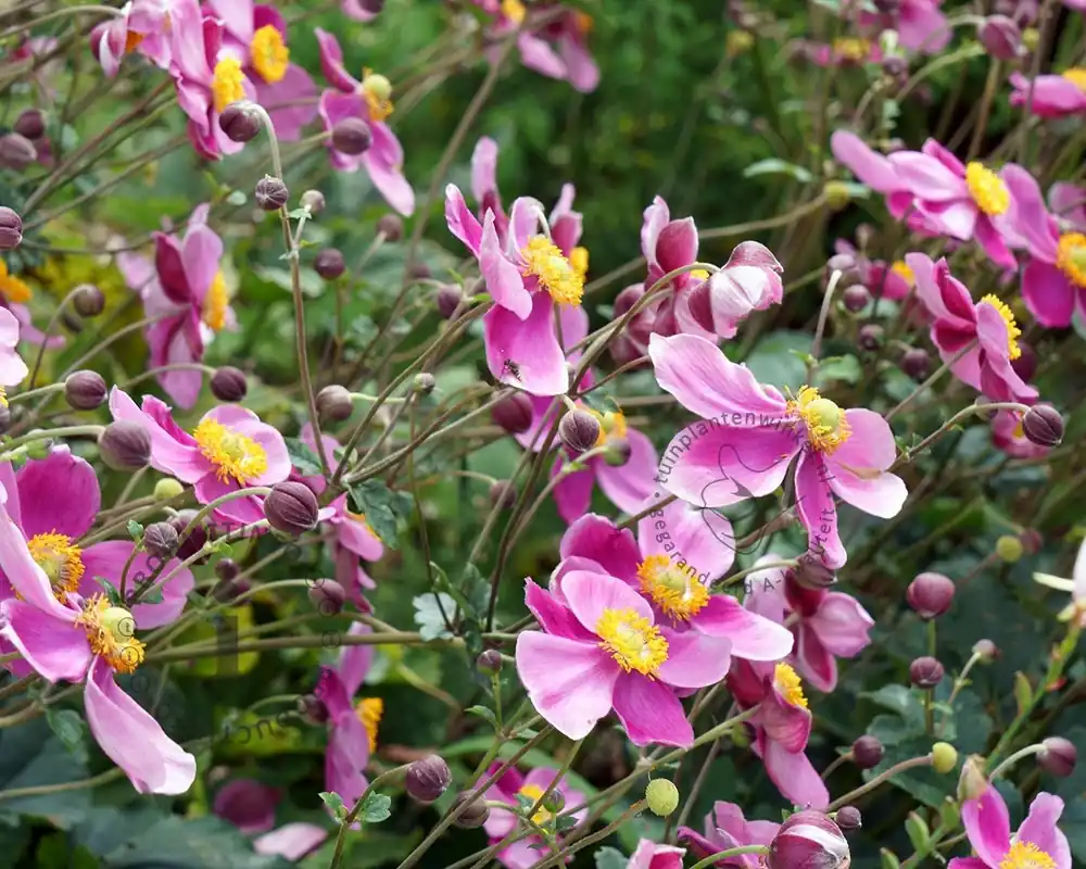 Anemone hybrida ‘Hadspen abundance‘ | Spoedlevering