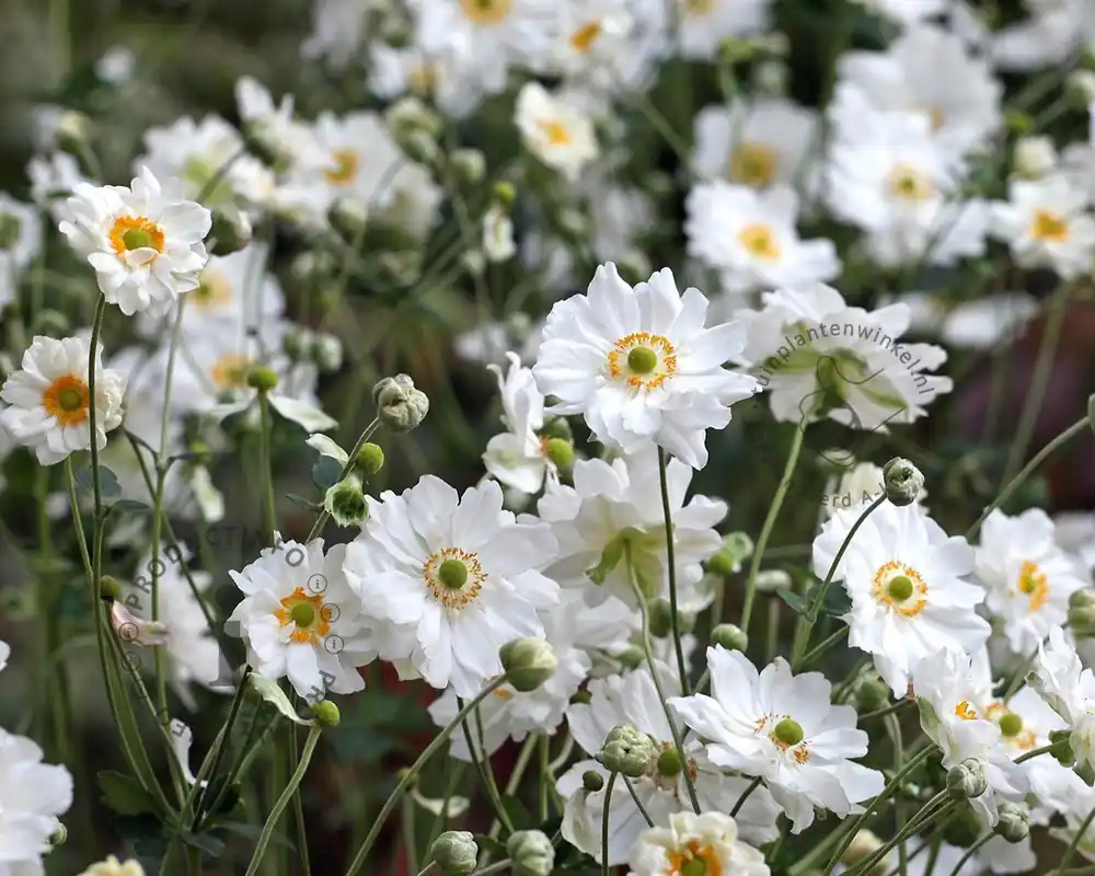 Anemone hybrida ‘Whirlwind‘ - Opruiming