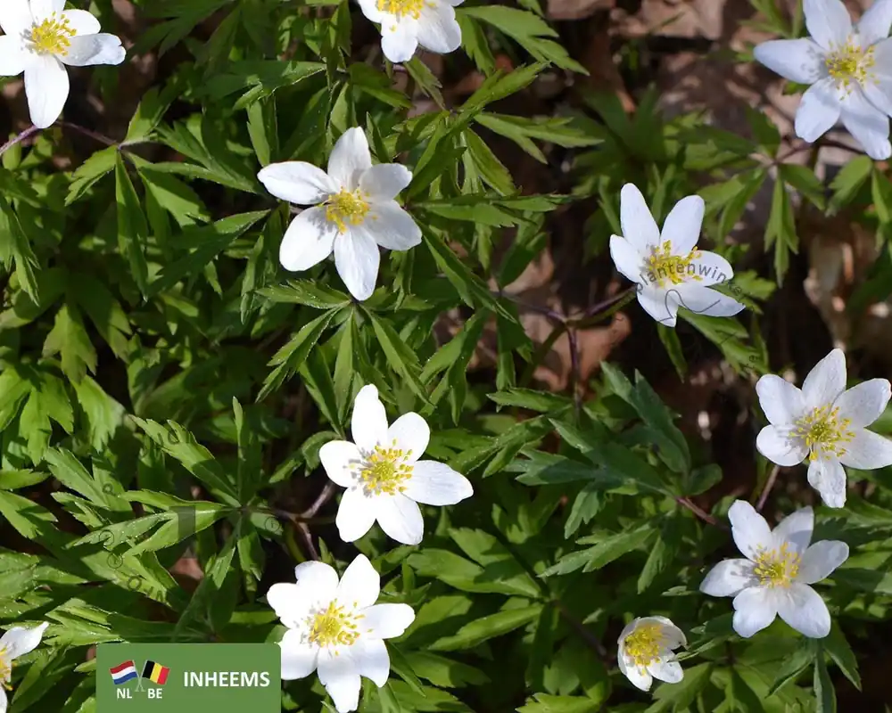 Net binnen - Anemone nemorosa