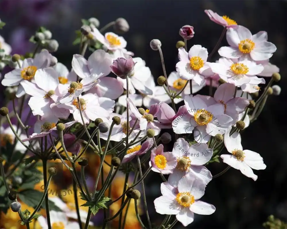 Anemone tomentosa ‘Robustissima‘ | Sale