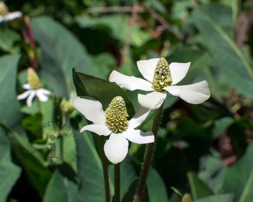 Anemopsis californica | Bestel nu