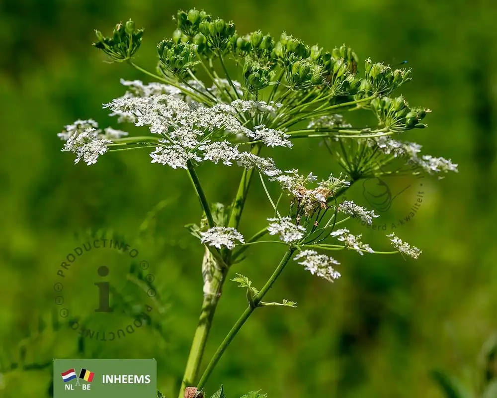 Extra voordeel | Anthriscus sylvestris