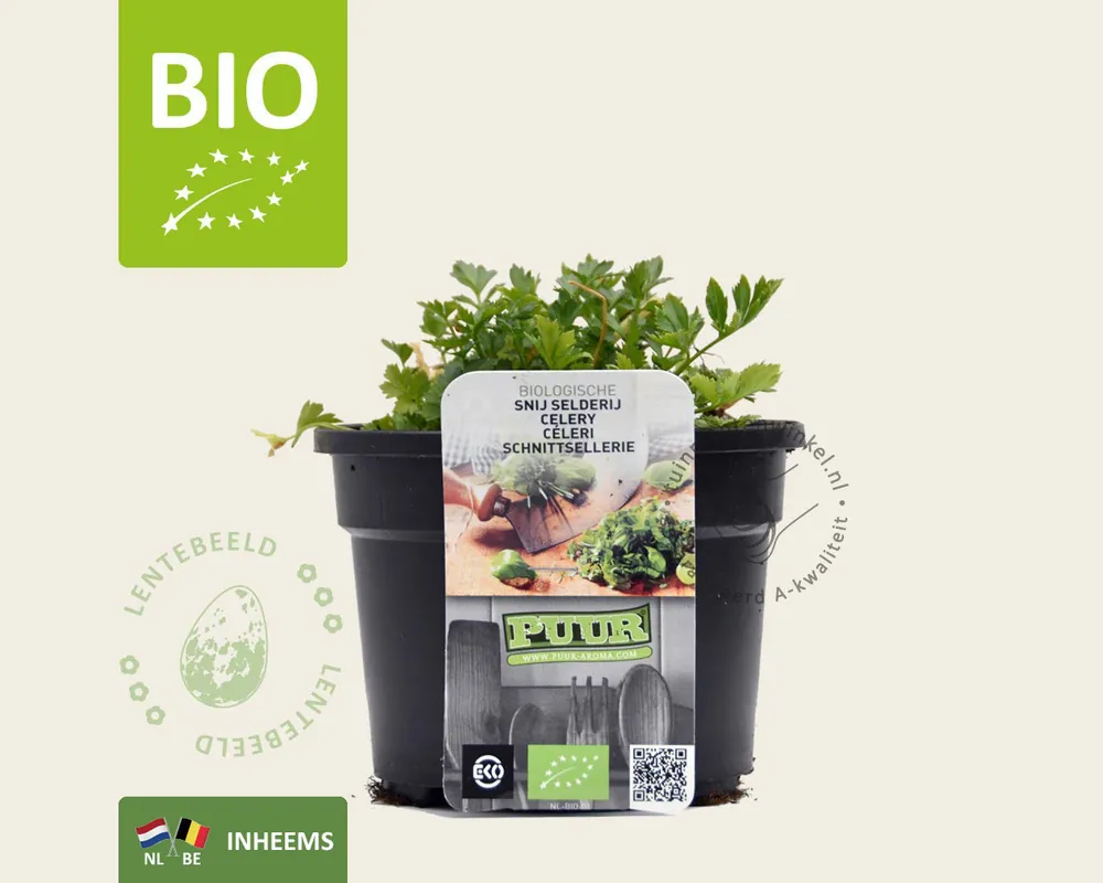 Apium graveolens - Puur | Flitsaanbieding