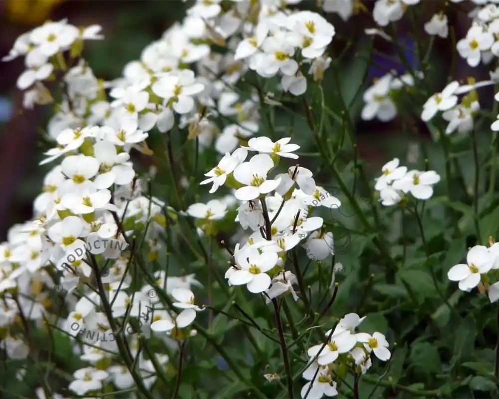 Arabis caucasica ‘Snowcap‘ - Verlaagde prijs