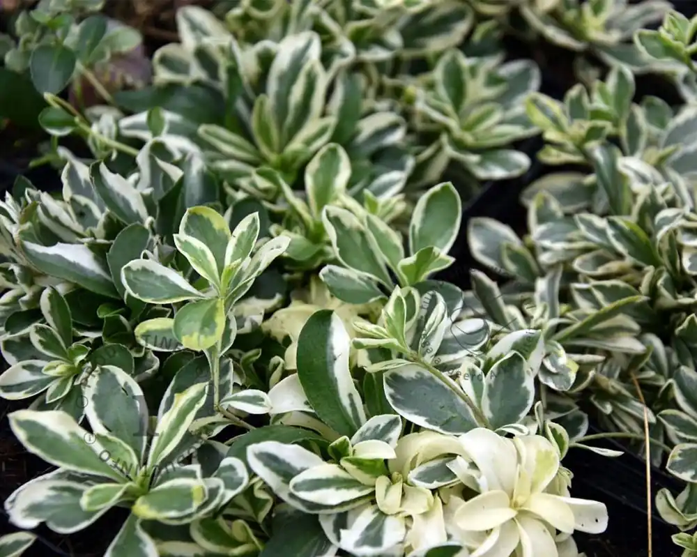 Gratis retourneren | Arabis ferdinandi-coburgii ‘Variegata‘