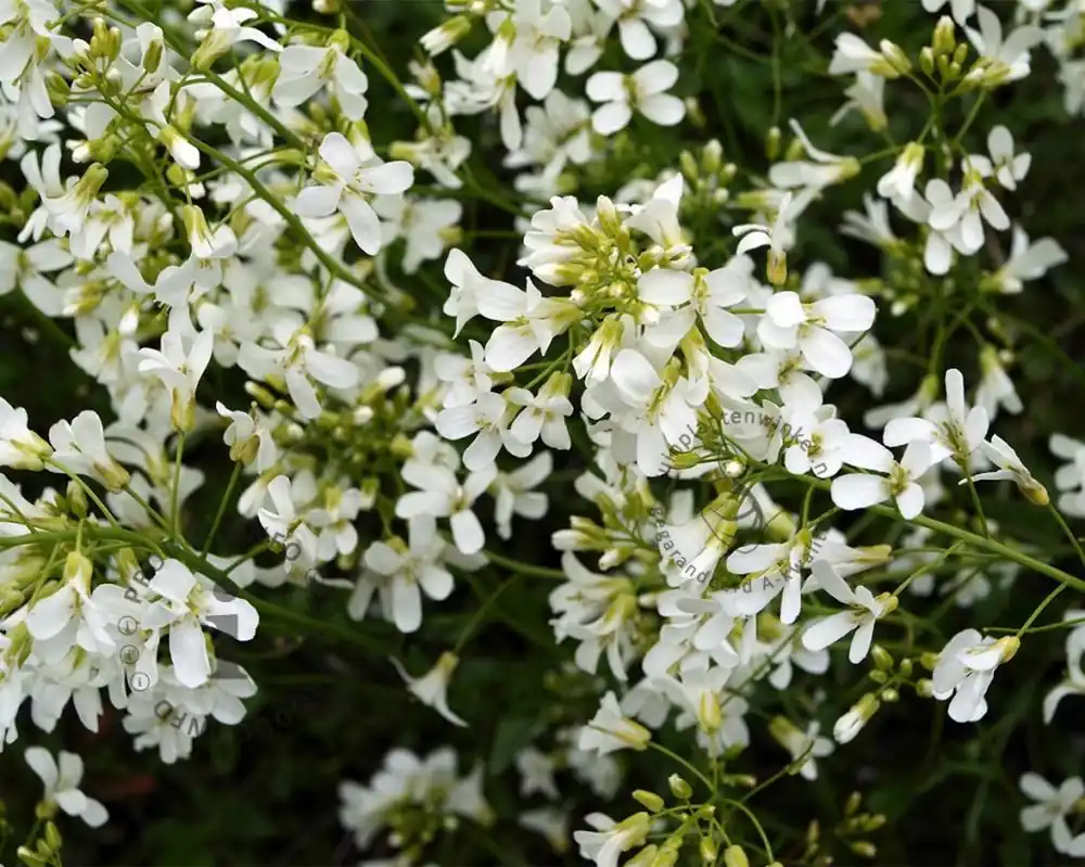 Speciale deal - Arabis procurrens