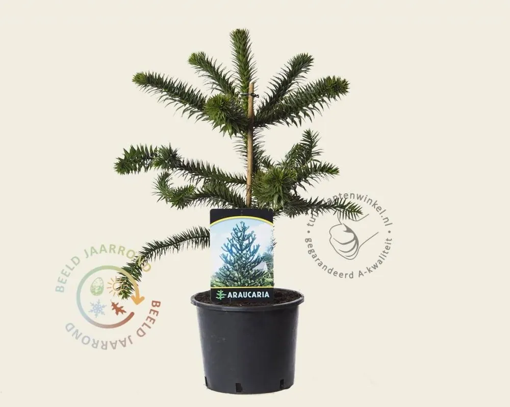 Online bestellen | Araucaria araucana