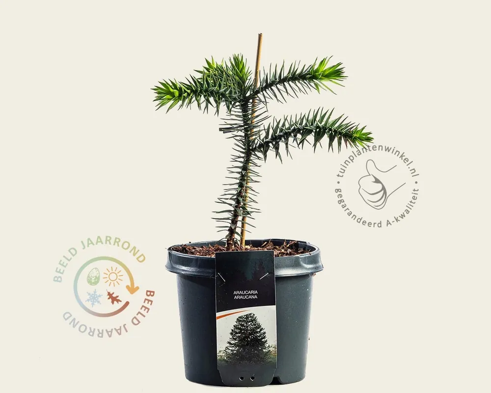 Araucaria araucana | Beperkte voorraad