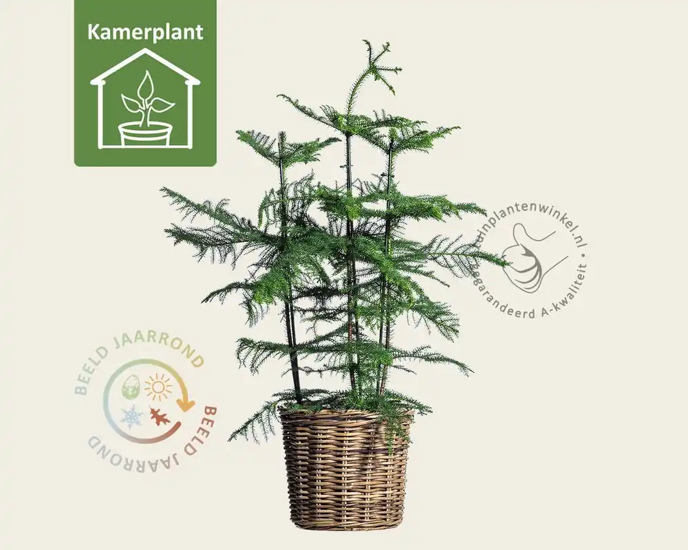 Araucaria heterophylla | Veel gevraagd