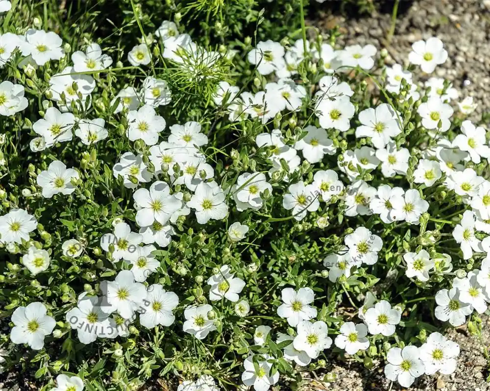 Nieuw in de shop | Arenaria montana