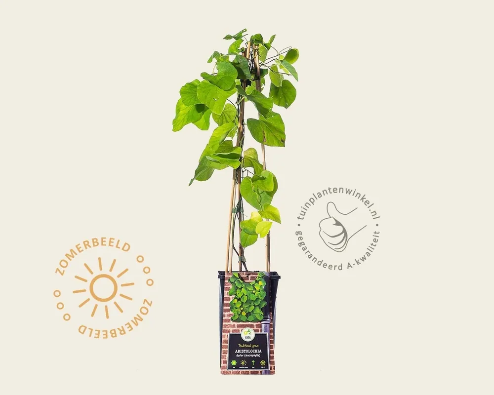 Aristolochia durior (macrophylla) - Veilige betaling