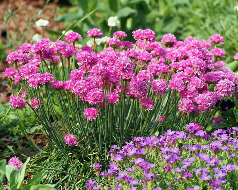 Armeria maritima ‘Splendens‘ - Direct kopen