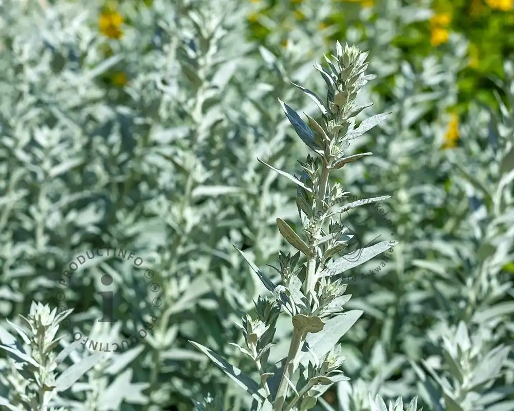 Korting | Artemisia ludoviciana ‘Silver Queen‘