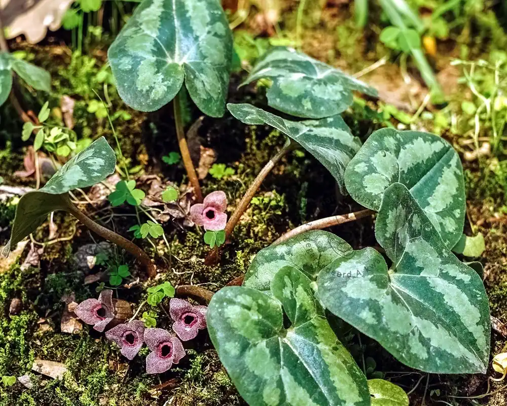 Asarum splendens - Koopje