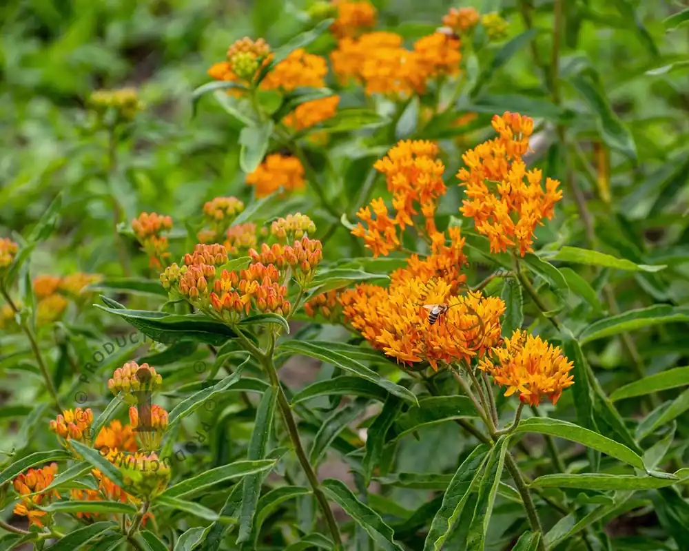 Asclepias tuberosa - Uitverkoop