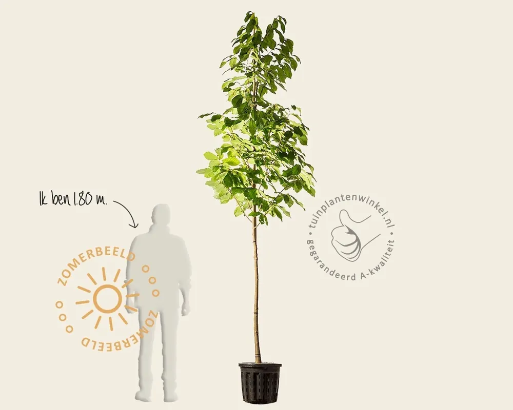 Asimina triloba | Scherp geprijsd