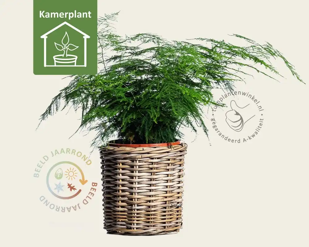 Actie | Asparagus setaceus