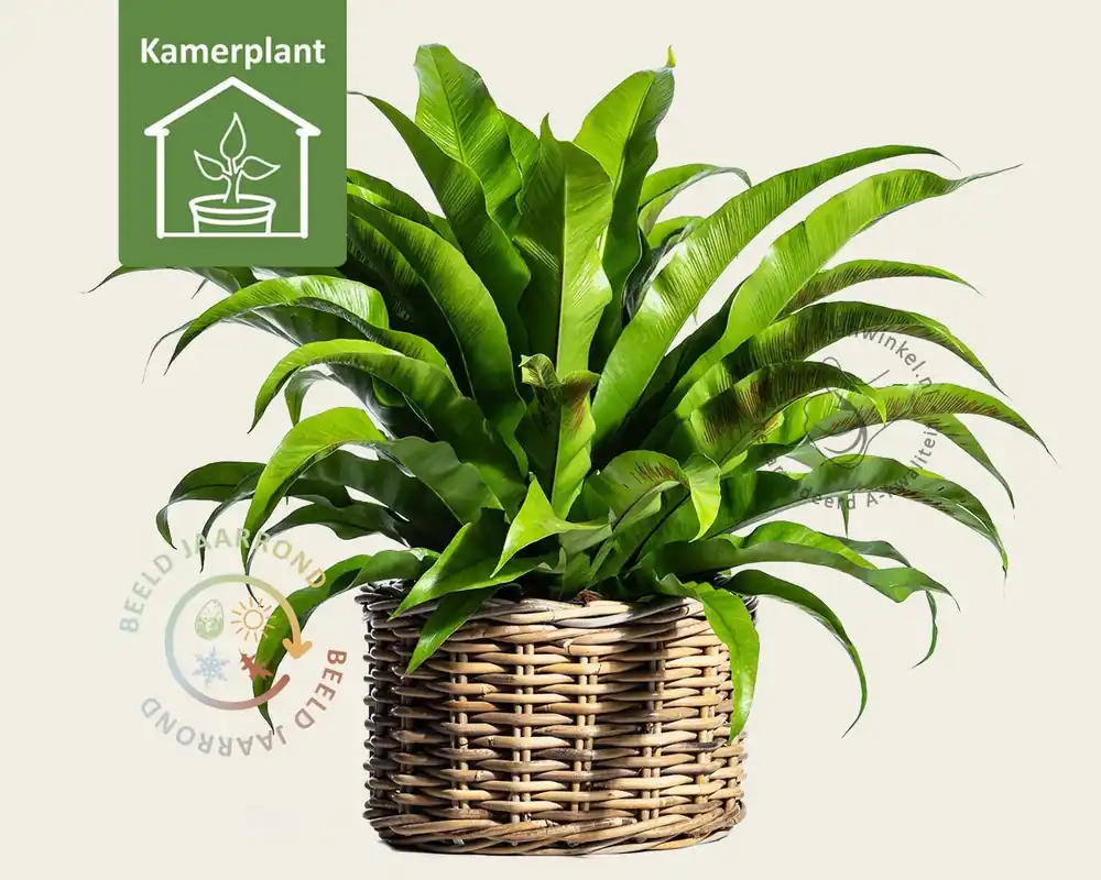Asplenium antiquum - Scherpe prijs