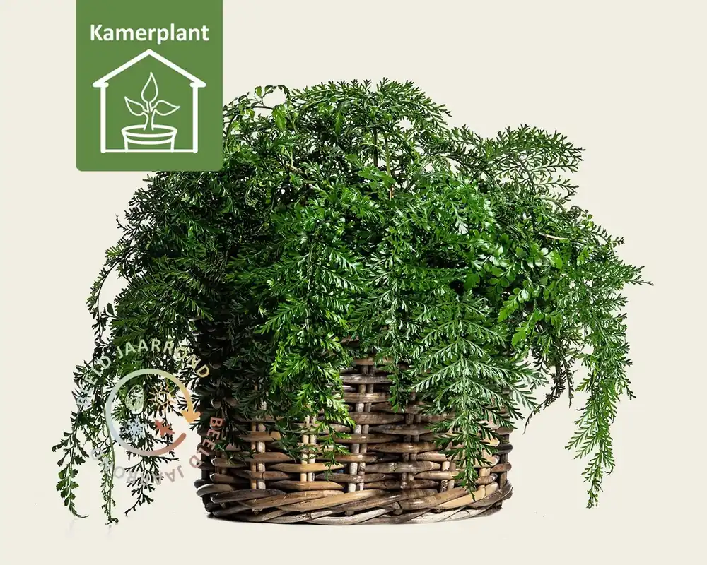 Alleen vandaag | Asplenium parvati