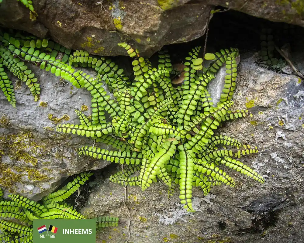 Asplenium trichomanes | Nieuw