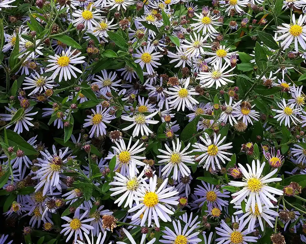 Aster ageratoides ‘Adustus Nanus‘ - Topproduct