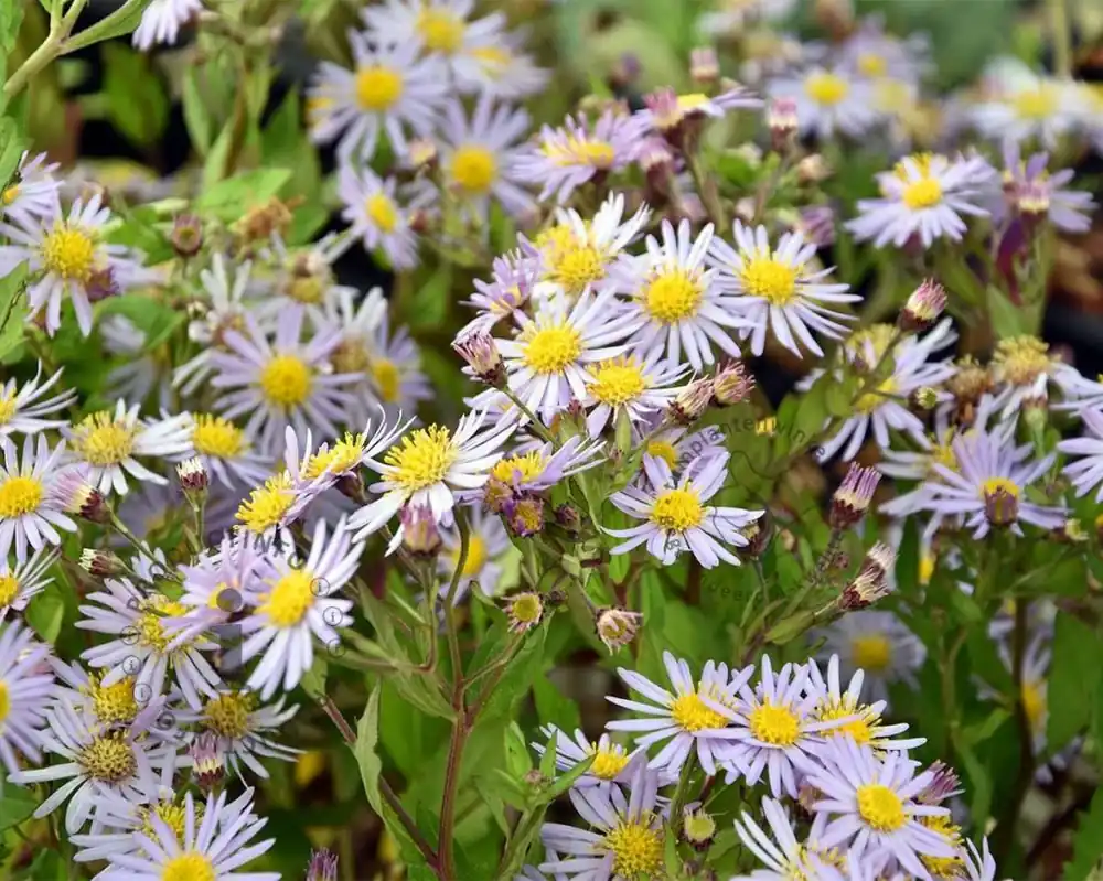 Aster ageratoides ‘Asran‘ | Extra voordeel