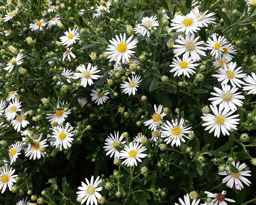 Bestelbaar | Aster ageratoides ‘Starshine‘
