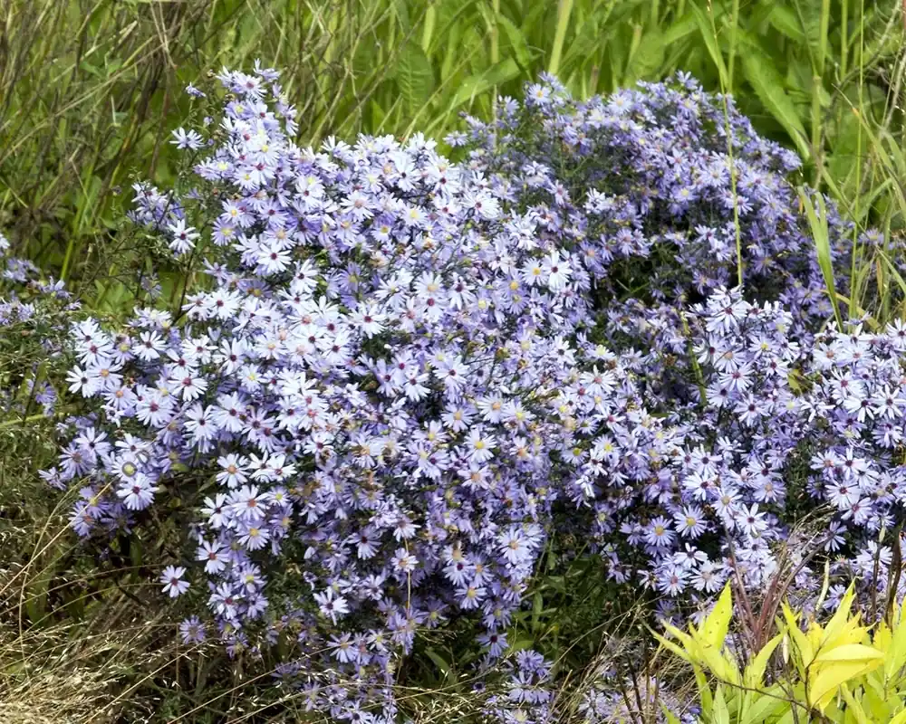 Bespaar nu - Aster cordifolius ‘Little Carlow‘