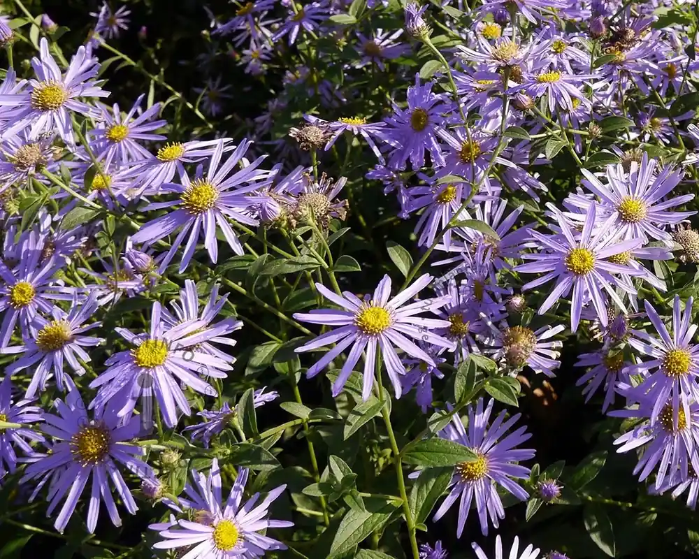 Extra voordeel - Aster x frikartii ‘Mönch‘