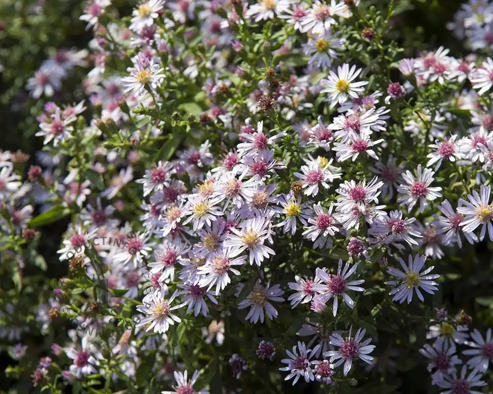 Direct kopen - Aster lateriflorus ‘Horizontalis‘