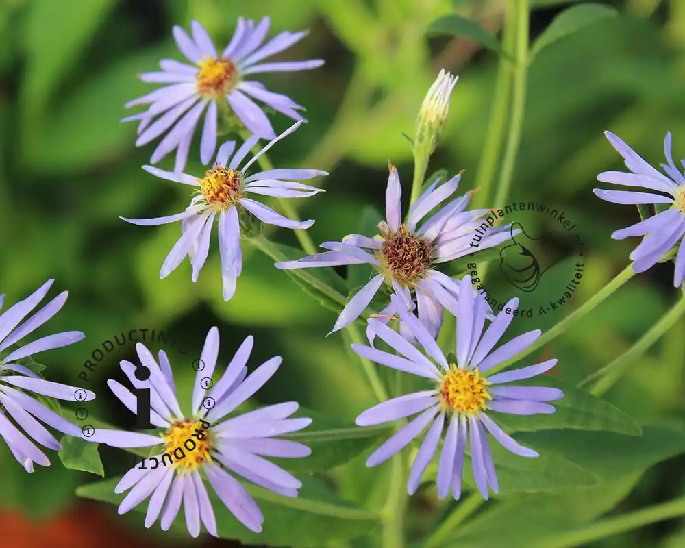 Hoge kwaliteit | Aster macrophyllus ‘Twilight‘
