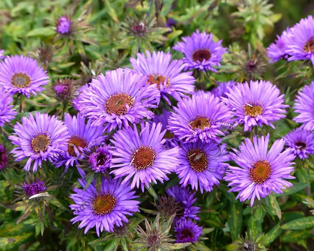 Aster novae-angliae ‘Purple Dome‘ - Verlaagde prijs