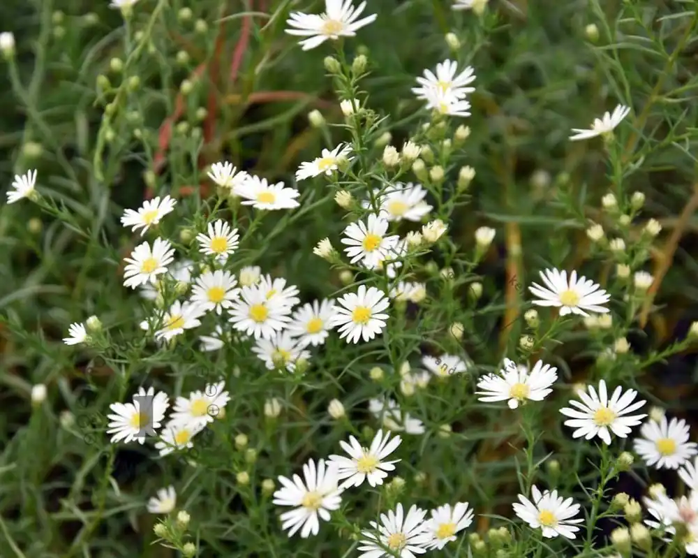 Aster pringlei ‘Monte Cassino‘ - Klantfavoriet