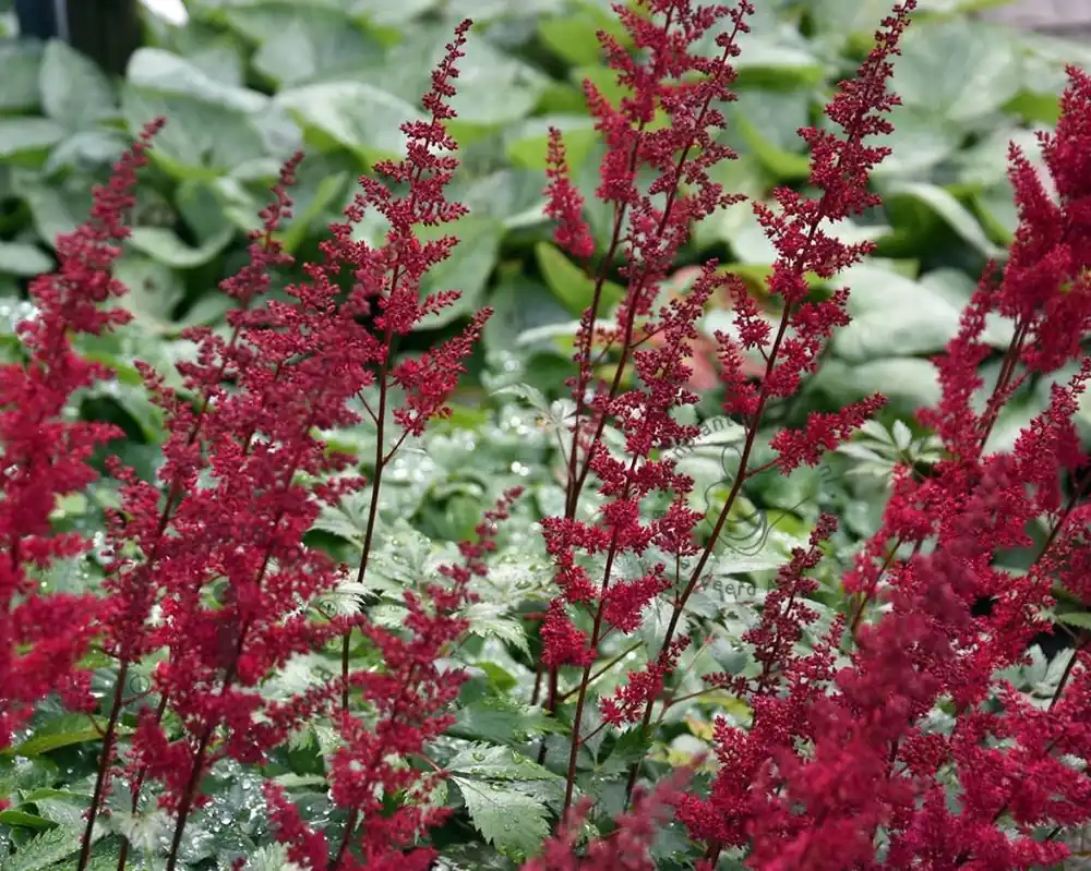 Laatste stuks - Astilbe arendsii ‘Fanal‘