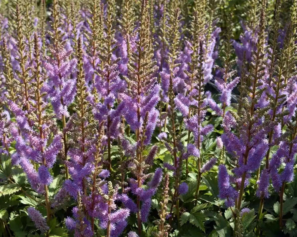 Speciale aanbieding | Astilbe chinensis ‘Pumila‘