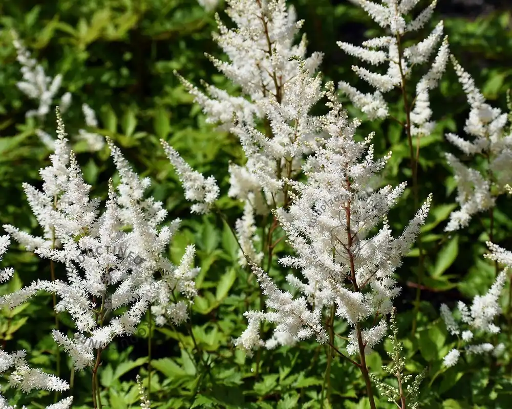 Dagdeal - Astilbe japonica ‘Deutschland‘