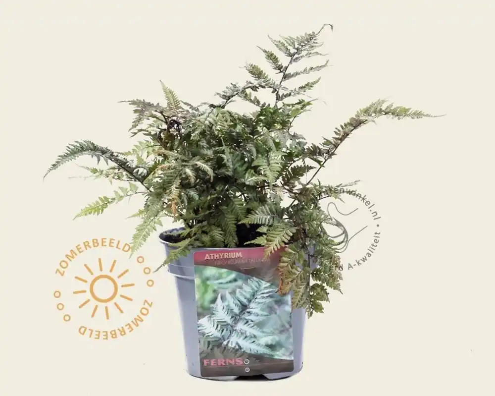 Athyrium niponicum ‘Metallicum‘ | Nog maar enkele beschikbaar