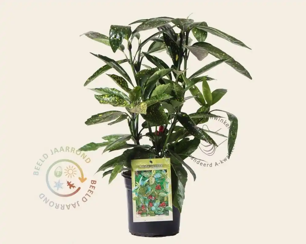 Topprijs | Aucuba japonica ‘Variegata‘