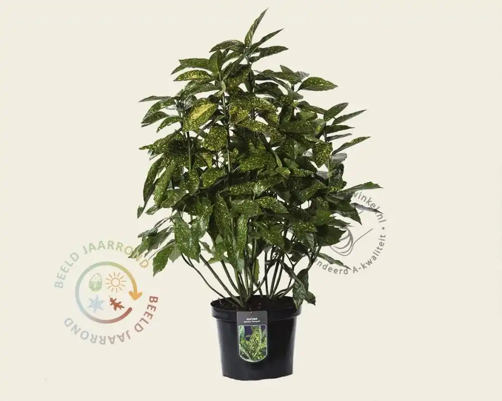 Aucuba japonica ‘Variegata‘ - XL | Hoge kwaliteit