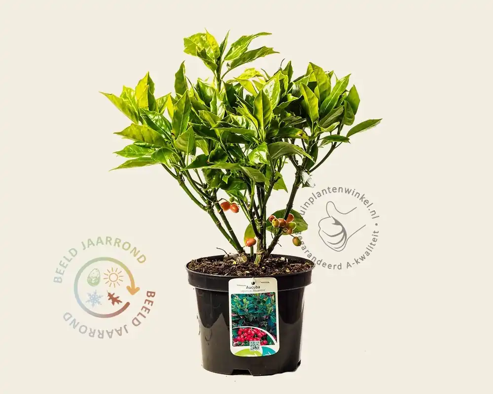 Nieuw in de shop | Aucuba ‘Rozannie‘