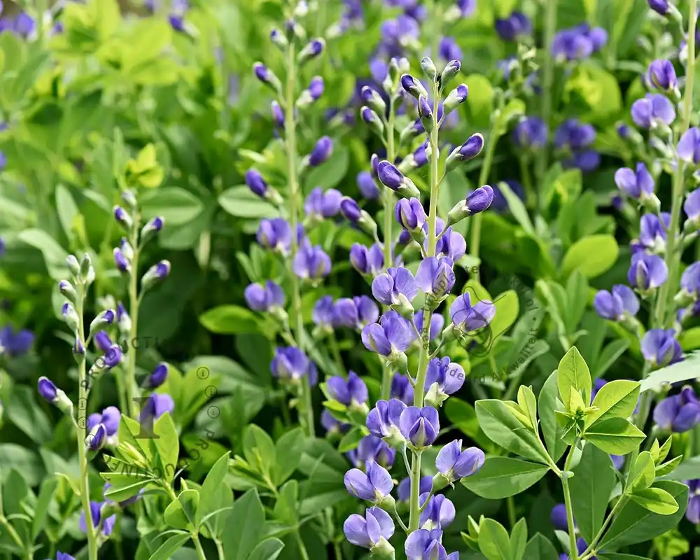Rechtstreeks uit de fabriek | Baptisia australis