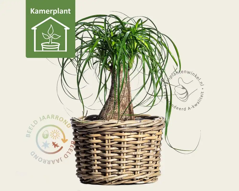 Professionele kwaliteit - Beaucarnea nolina