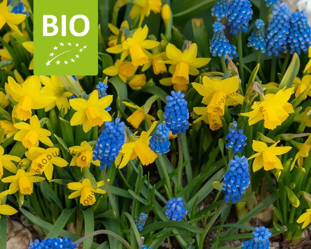 Flitsaanbieding - Bees & Butterflies Mix - BIO