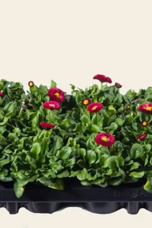 Slechts tijdelijk | Bellis Rood - Tray 12 st.