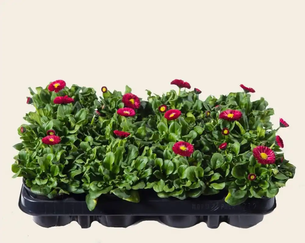 Slechts tijdelijk | Bellis Rood - Tray 12 st.